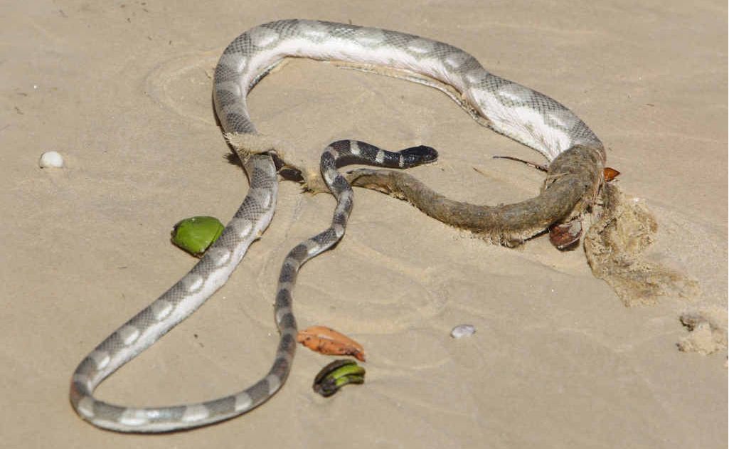 Sea snakes bite 'unlucky' Morning Bulletin